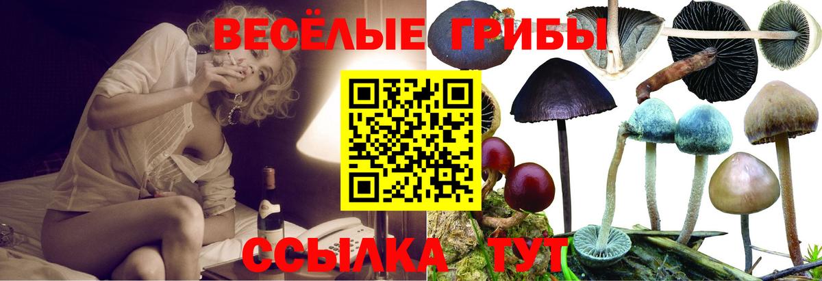 Псилоцибиновые грибы Psilocybe Алексеевка
