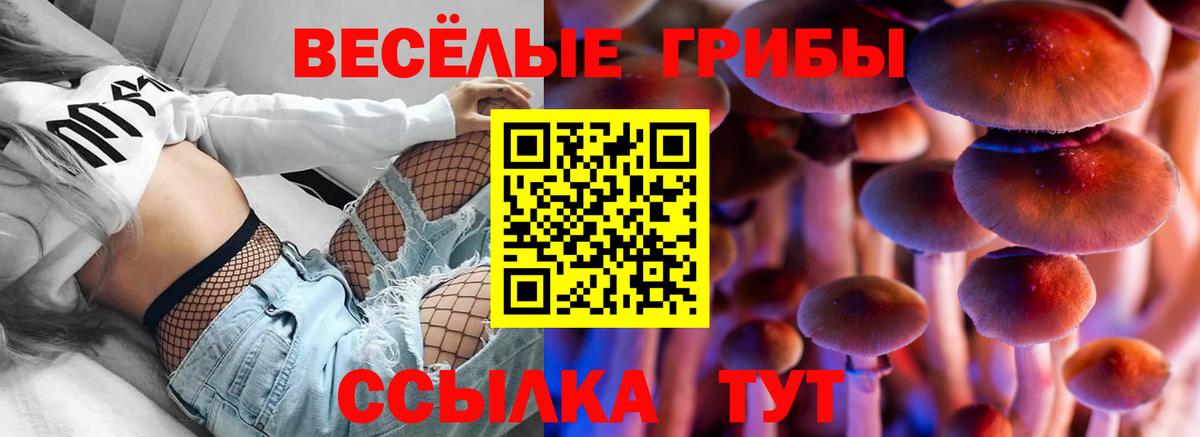 Псилоцибиновые грибы Psilocybe Алексеевка